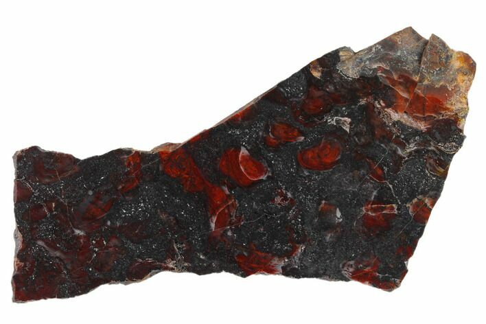 Polished Stromatolite (Collenia) Slab - Minnesota #130613